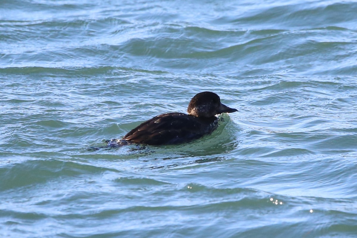 amerikasvartand - ML647460570