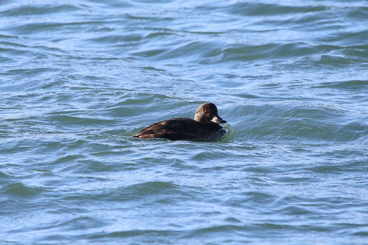 amerikasvartand - ML647460571