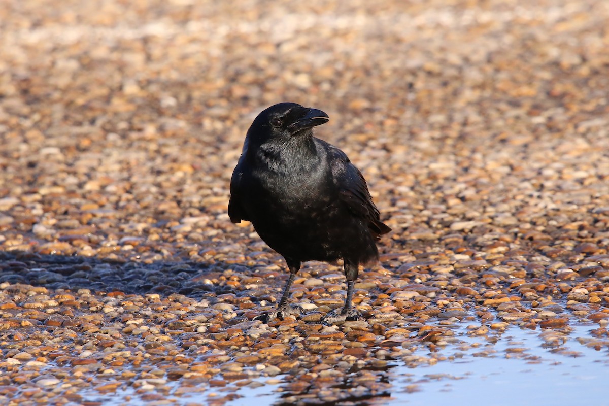 ウオガラス - ML647460579