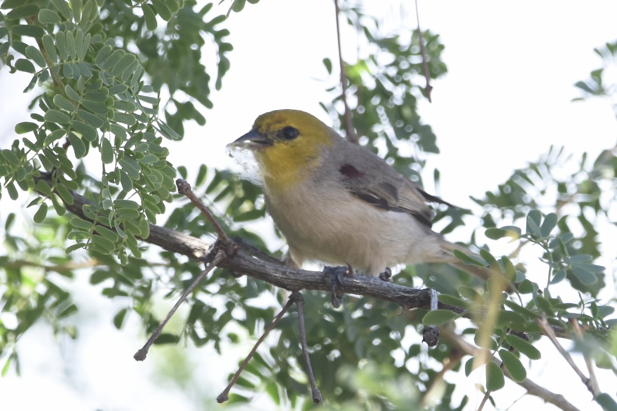 Verdin - ML647460590