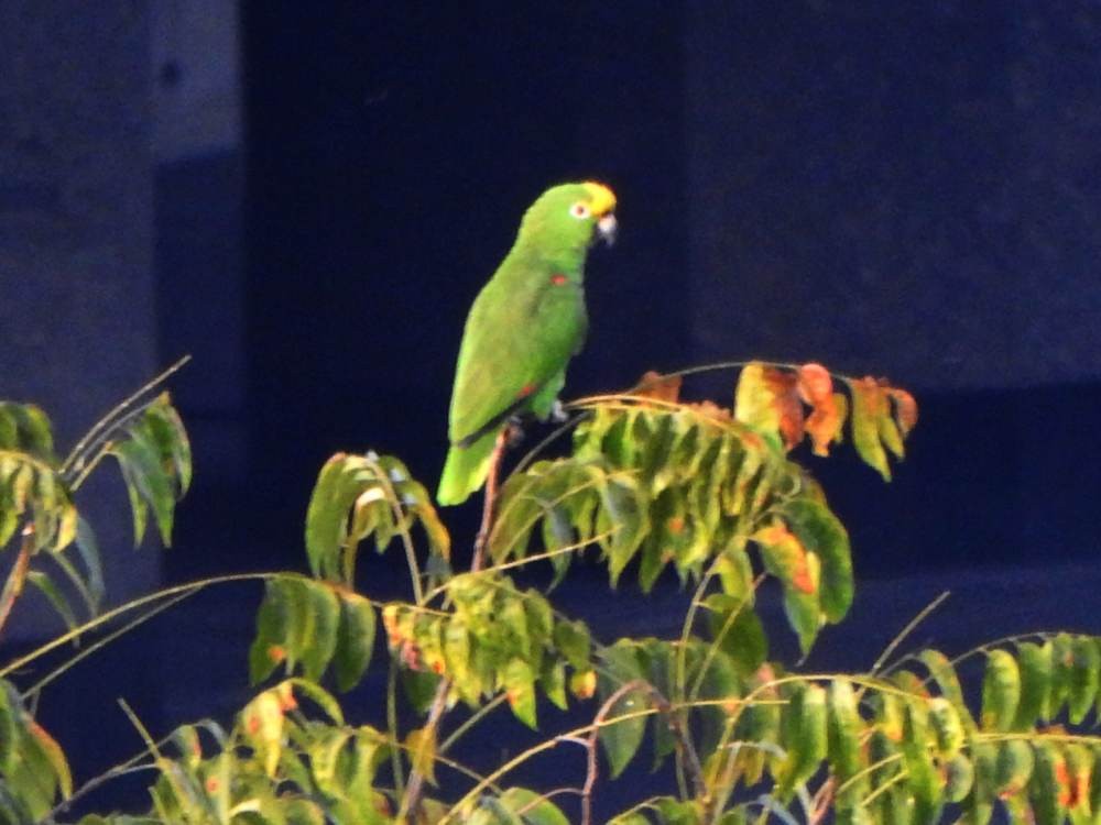 Yellow-crowned Amazon - ML647460625