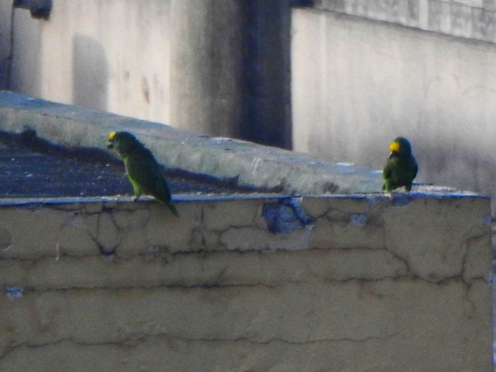 Yellow-crowned Amazon - ML647460630