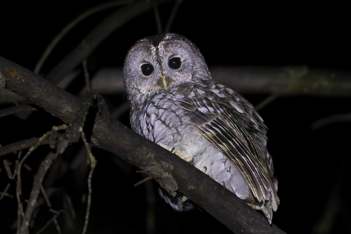 Chouette hulotte - ML647460644