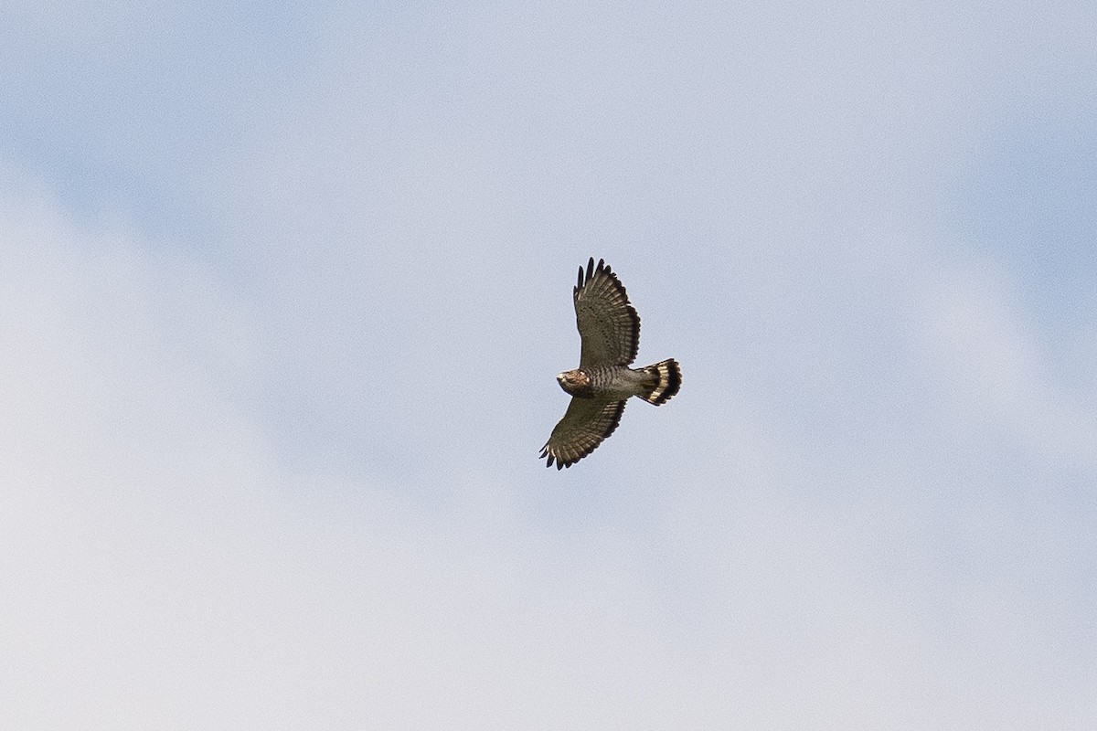Broad-winged Hawk - ML647460651