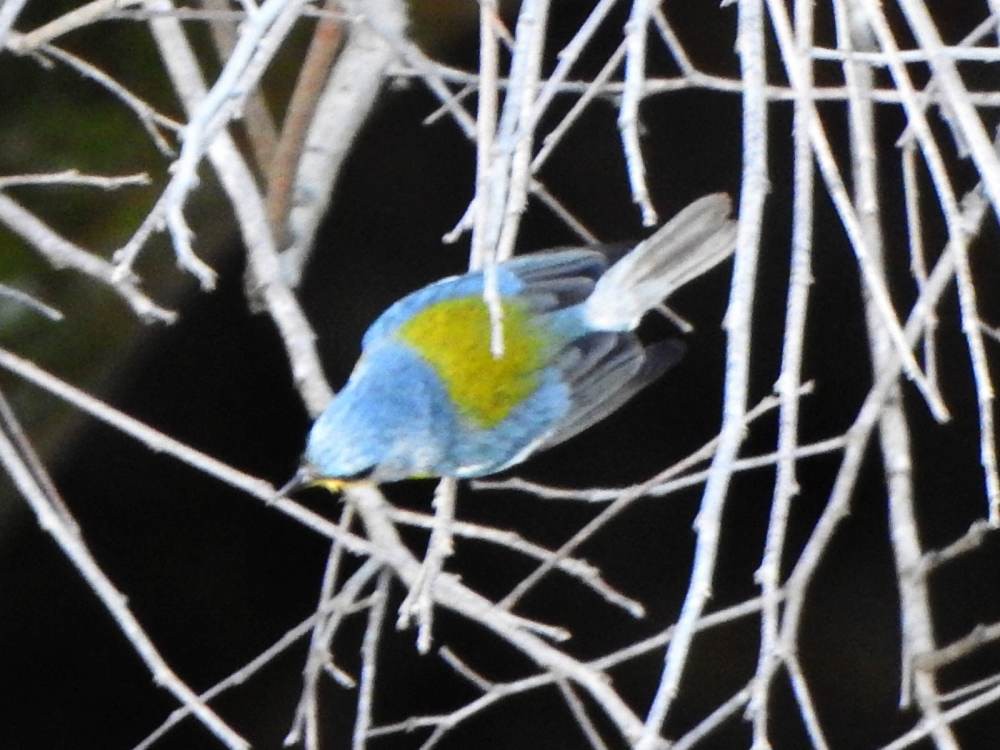 Tropical Parula - ML647460687