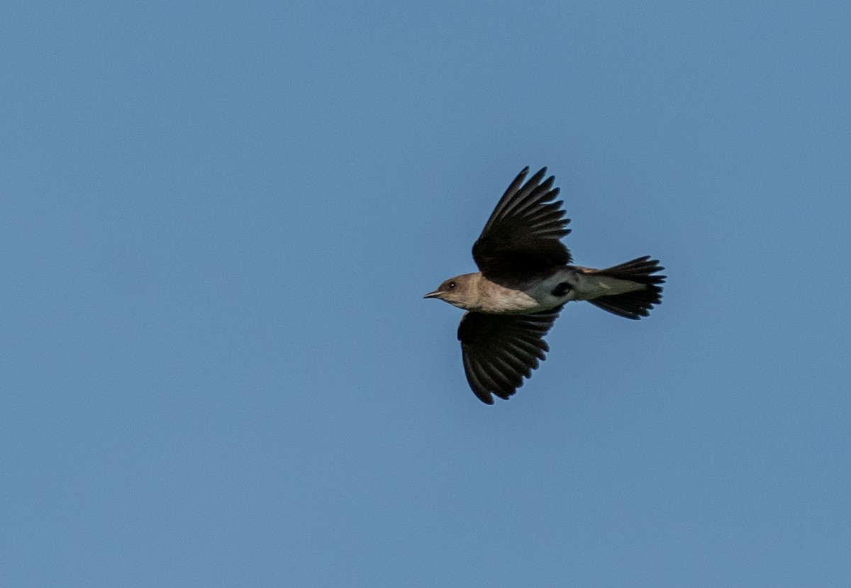 jiřička hnědoprsá - ML647460695