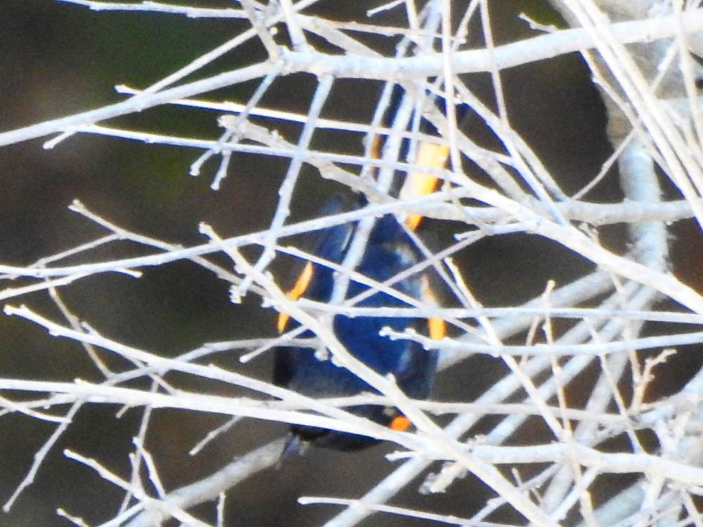 lesňáček lejsčí - ML647460697