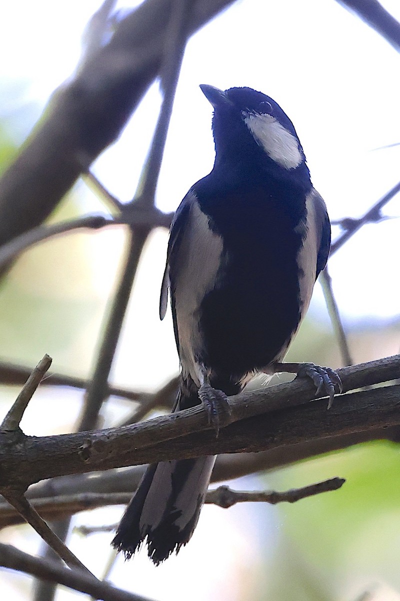 sýkora popelavá [skupina cinereus] - ML647460698