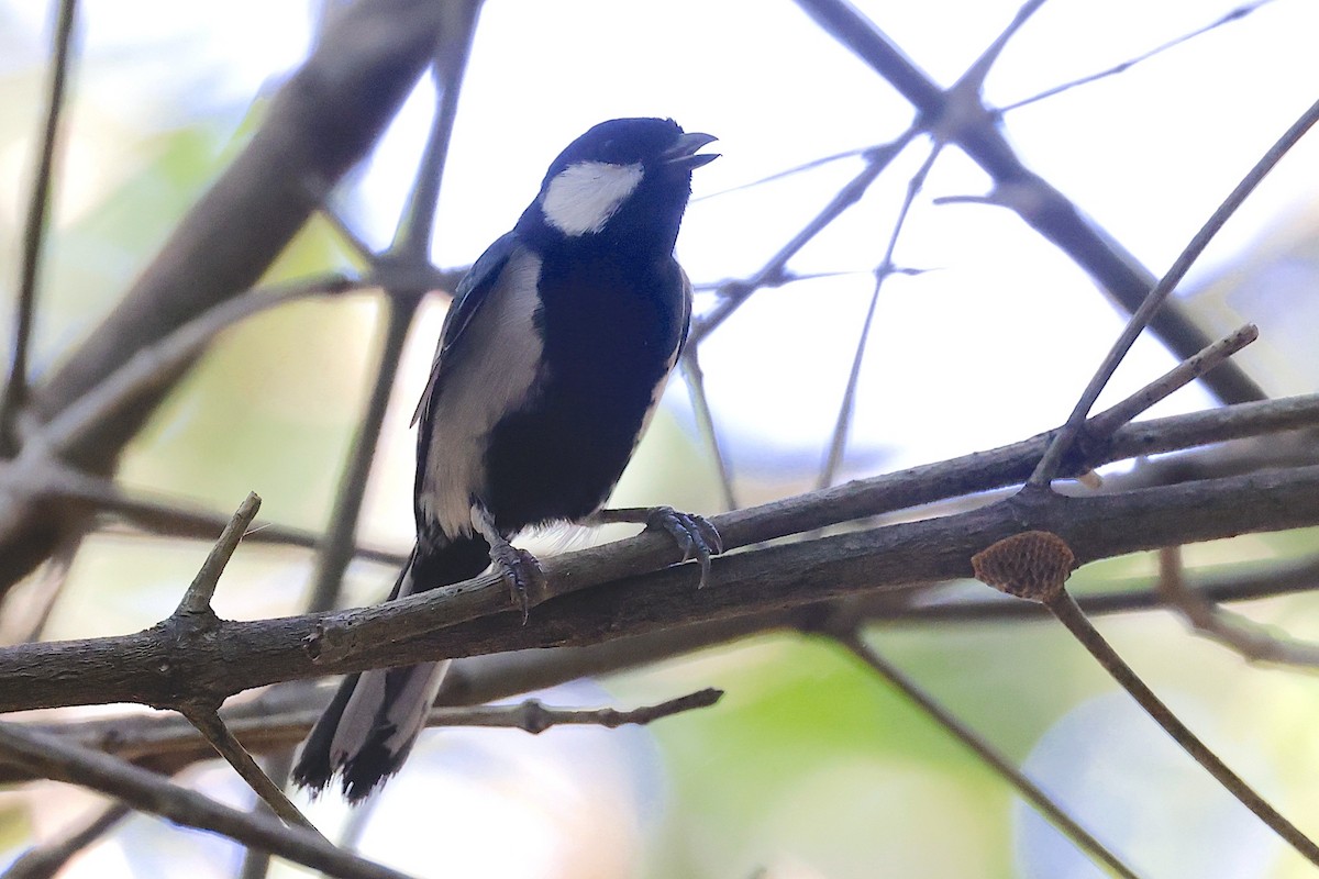 sýkora popelavá [skupina cinereus] - ML647460699