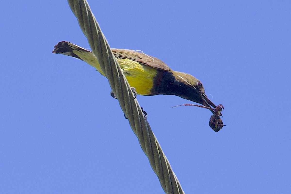 strdimil zdobený - ML647460700