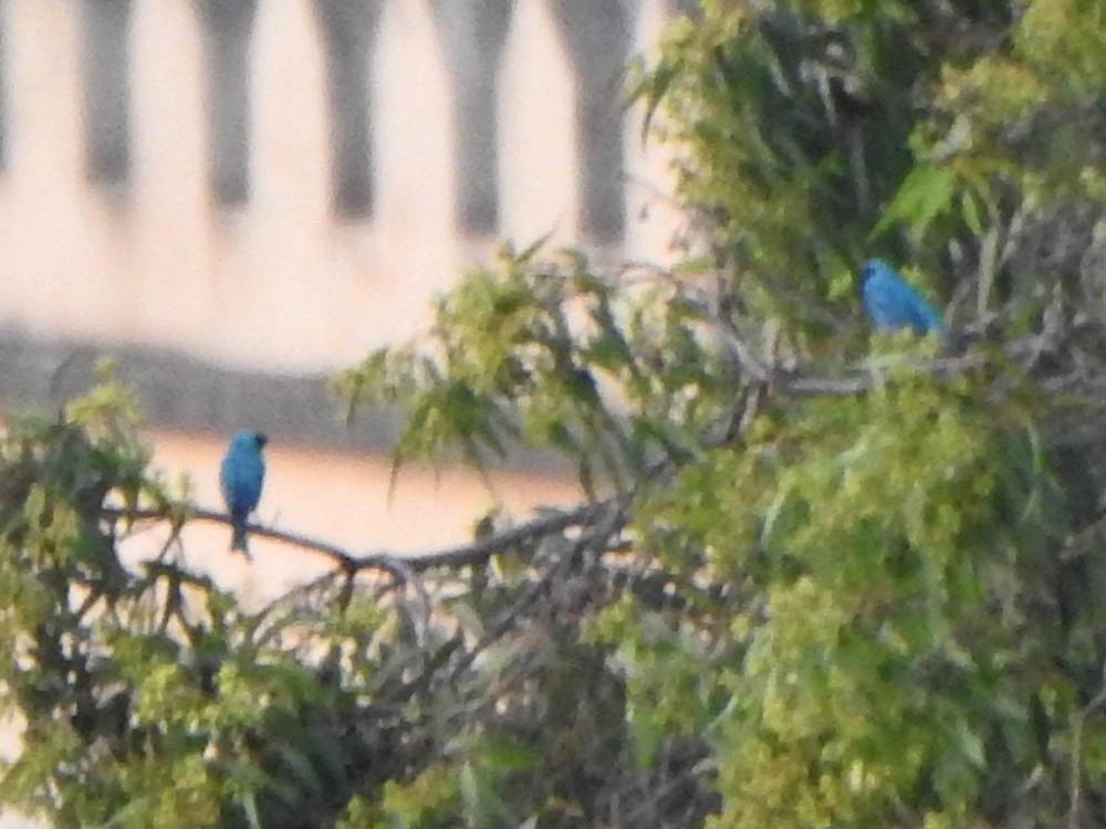 Swallow Tanager - ML647460701