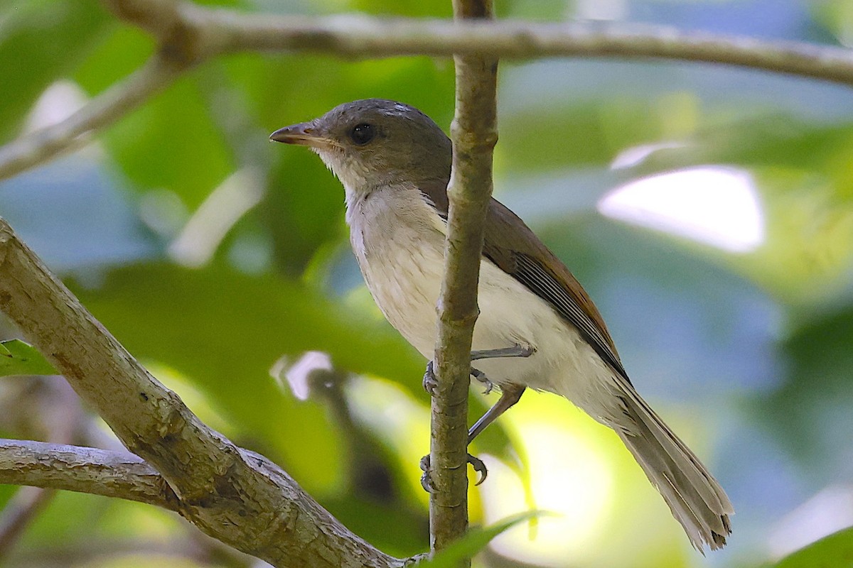 Mangrove Whistler - ML647460702