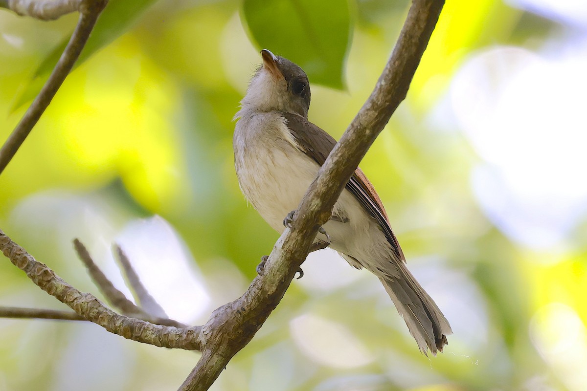 Mangrove Whistler - ML647460703