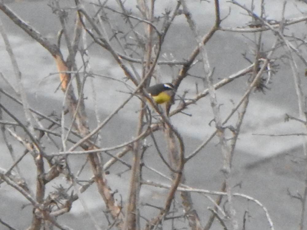 Bananaquit - ML647460705