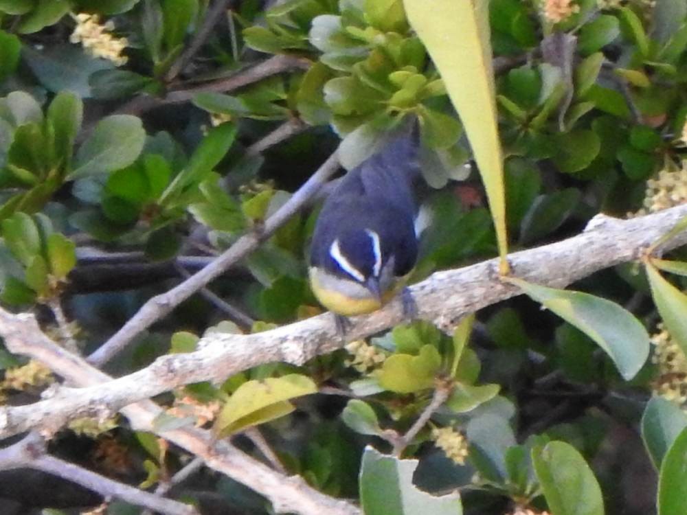 Bananaquit - ML647460707