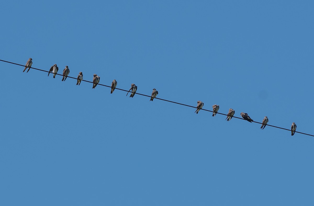 jiřička hnědoprsá - ML647460709