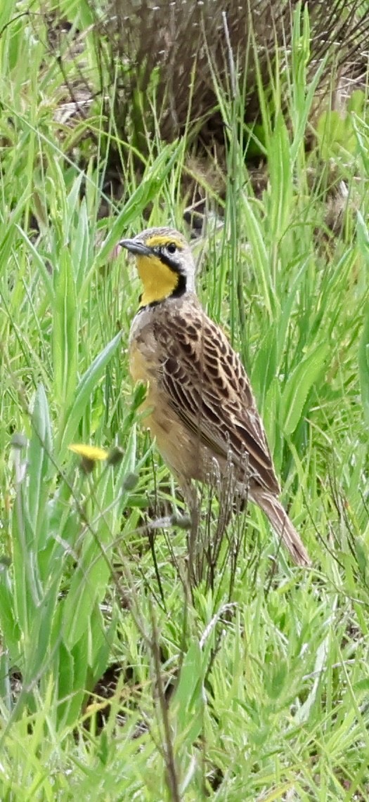 linduškovec žlutobrvý - ML647460710