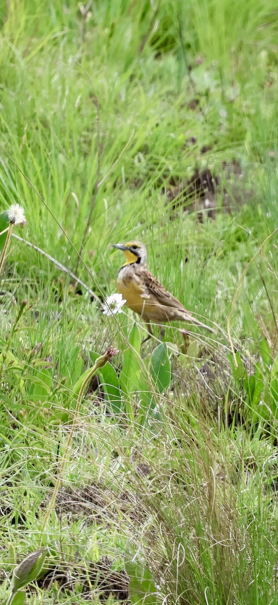 linduškovec žlutobrvý - ML647460711