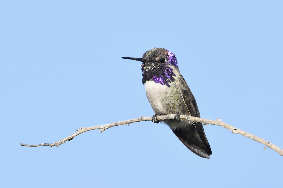 kalypta kalifornská - ML647460712