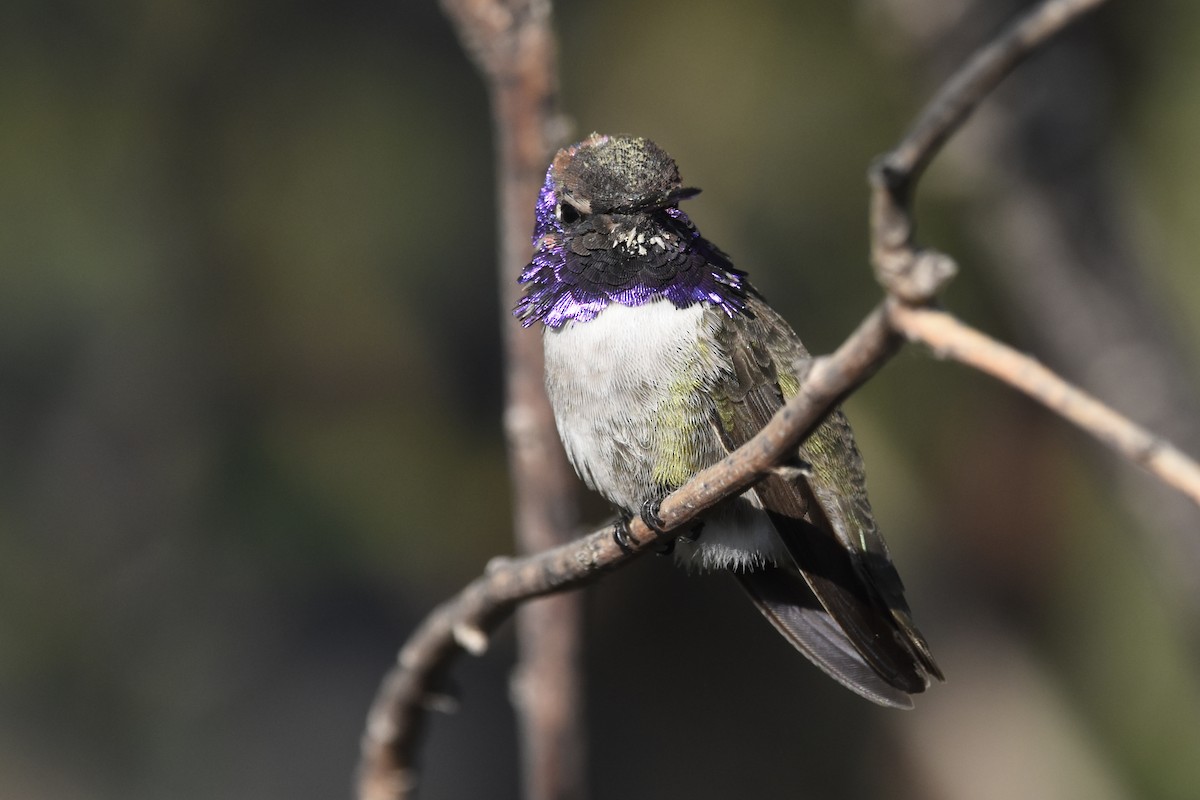 kalypta kalifornská - ML647460713