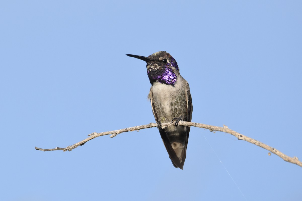 kalypta kalifornská - ML647460714