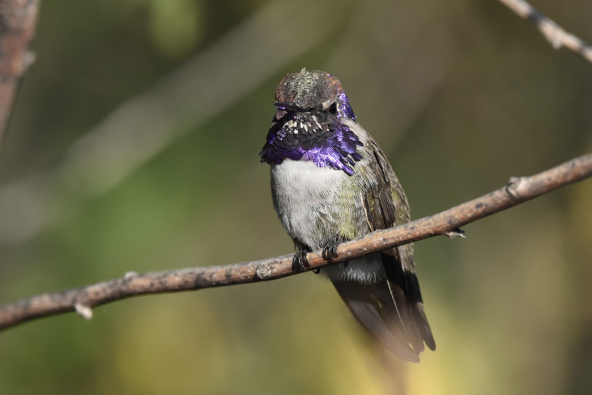 kalypta kalifornská - ML647460715