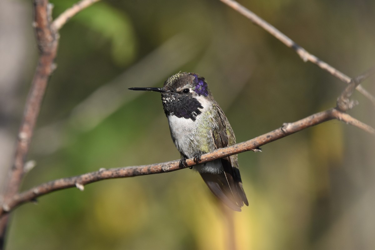 kalypta kalifornská - ML647460716