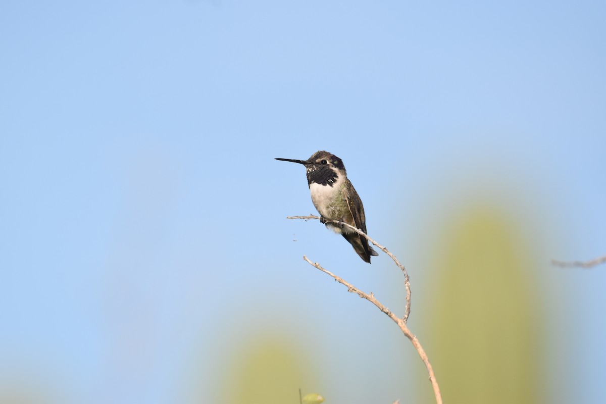 kalypta kalifornská - ML647460717