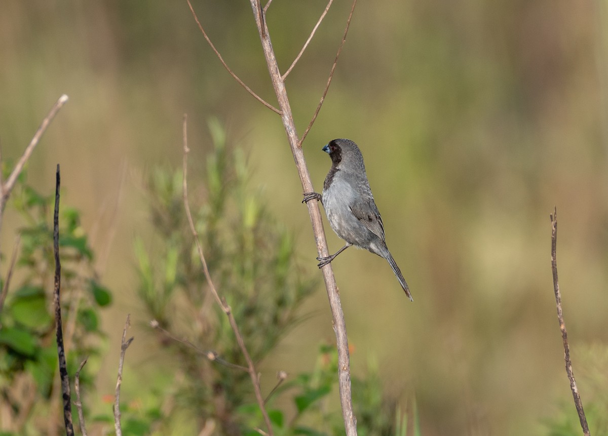 Black-faced Tanager - ML647460719