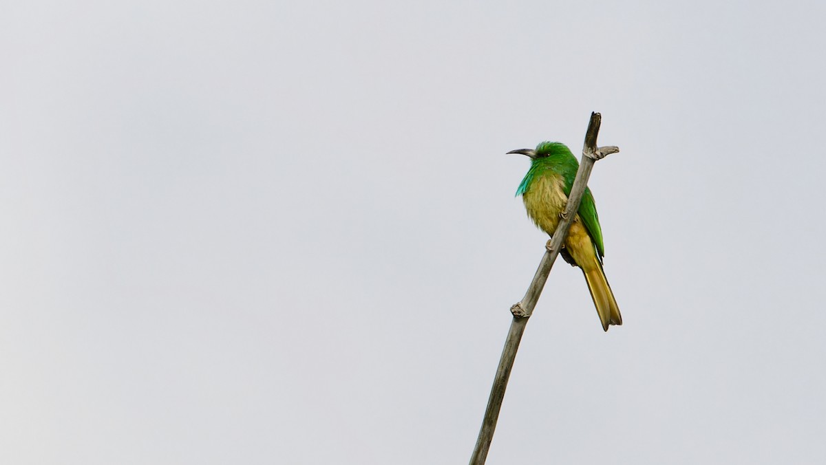 vlha modrobradá - ML647460750