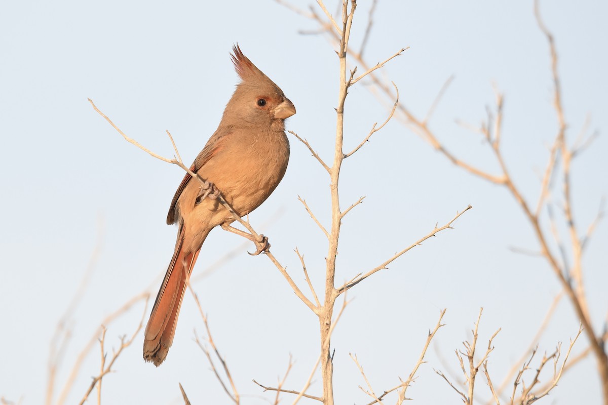 Pyrrhuloxia - ML647460754