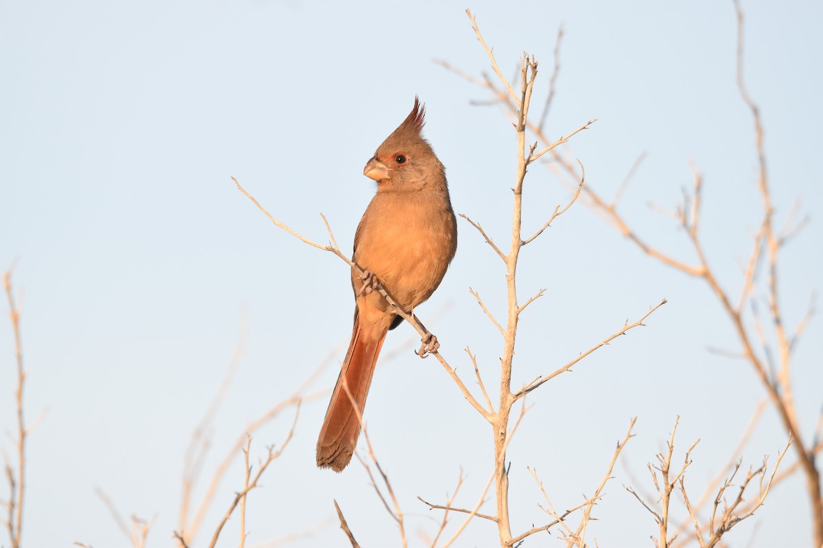 Pyrrhuloxia - ML647460756
