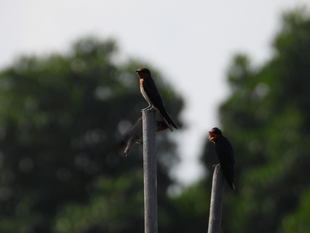 vlaštovka pacifická - ML647460757