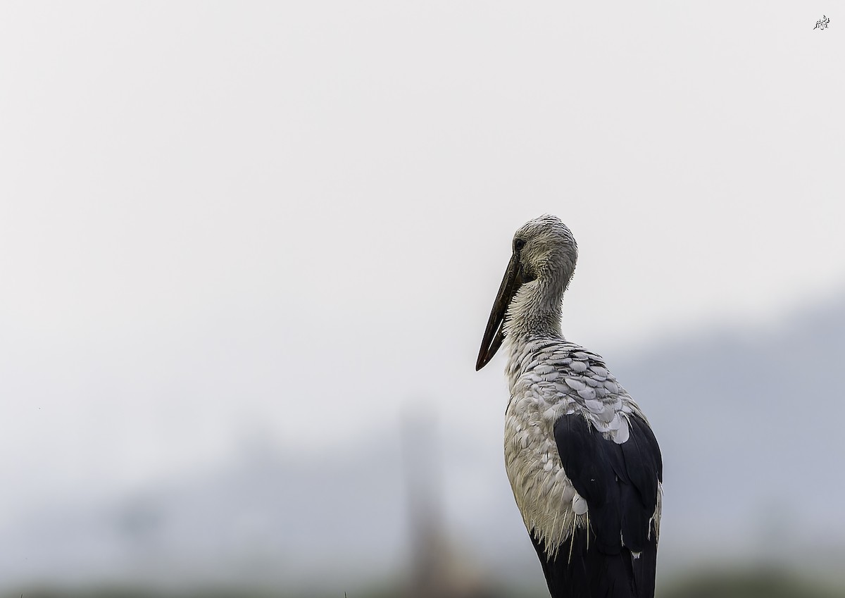 zejozob asijský - ML647460762