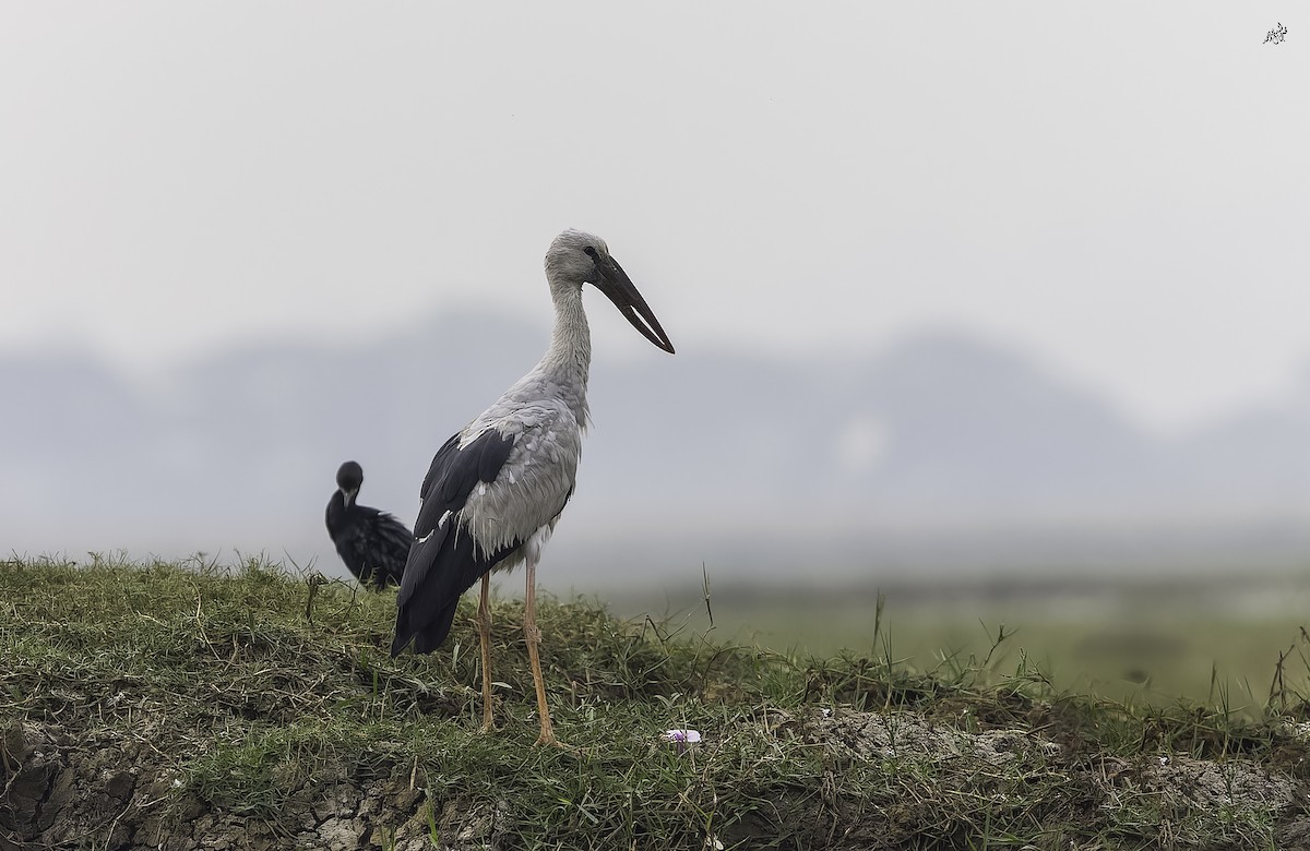 zejozob asijský - ML647460765