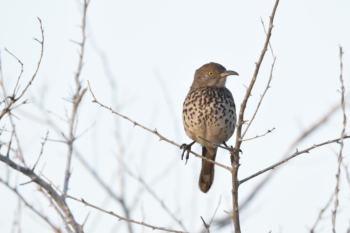 drozdec šedý - ML647460766