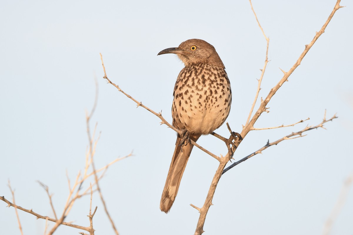 drozdec šedý - ML647460767