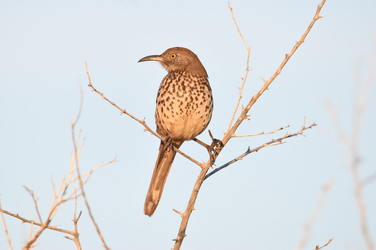 drozdec šedý - ML647460769