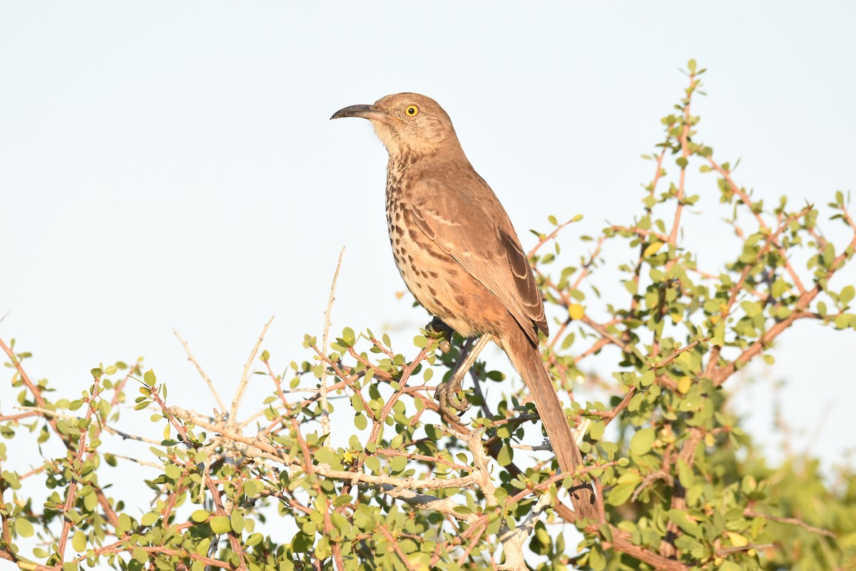 drozdec šedý - ML647460770