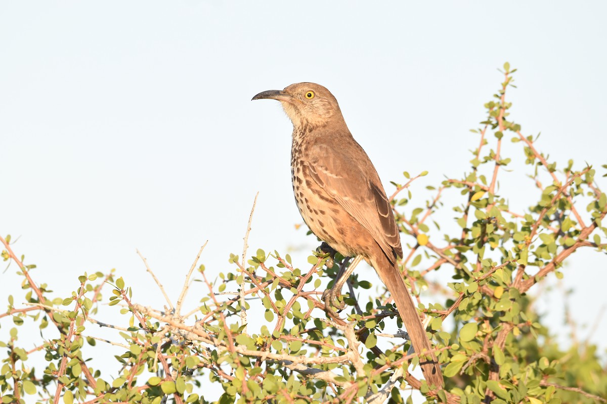 drozdec šedý - ML647460771