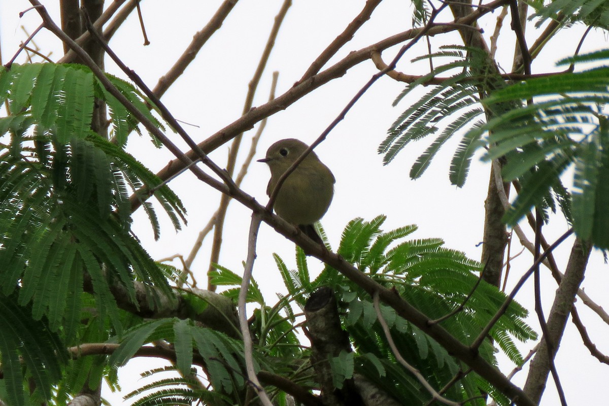 králíček americký - ML647460774