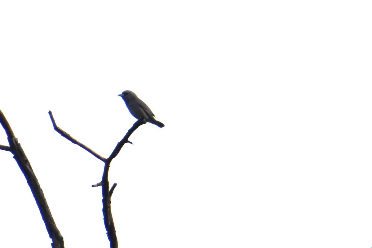 lasolet šedohlavý - ML647460775