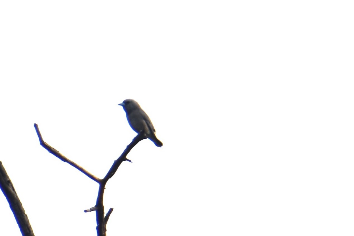 lasolet šedohlavý - ML647460776