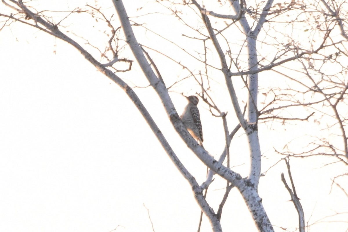 strakapoud proužkohřbetý - ML647460779