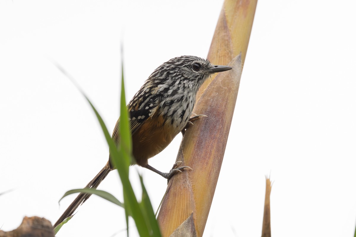Streak-headed Antbird - ML647460780