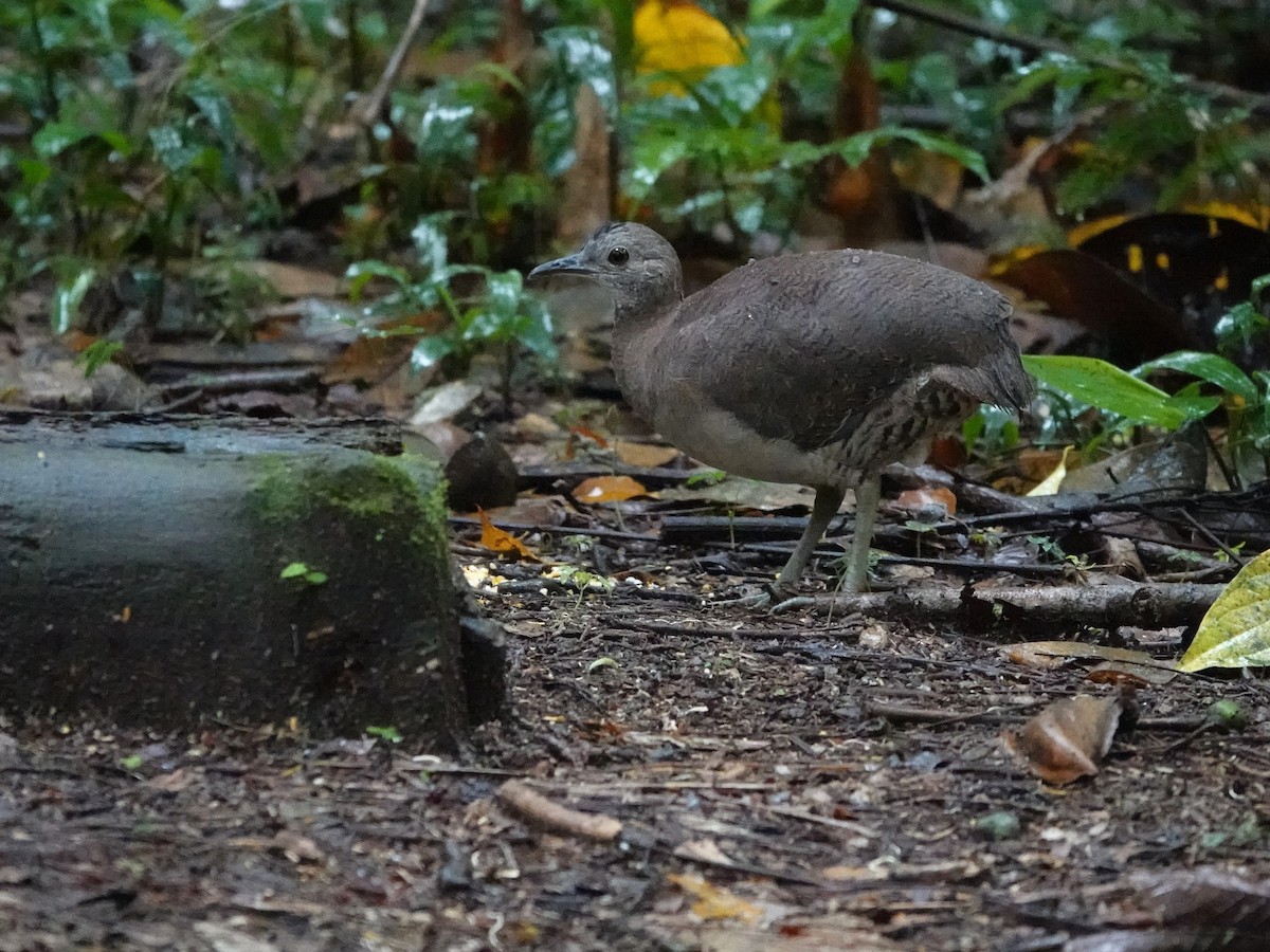 tinama vlnkovaná - ML647460781