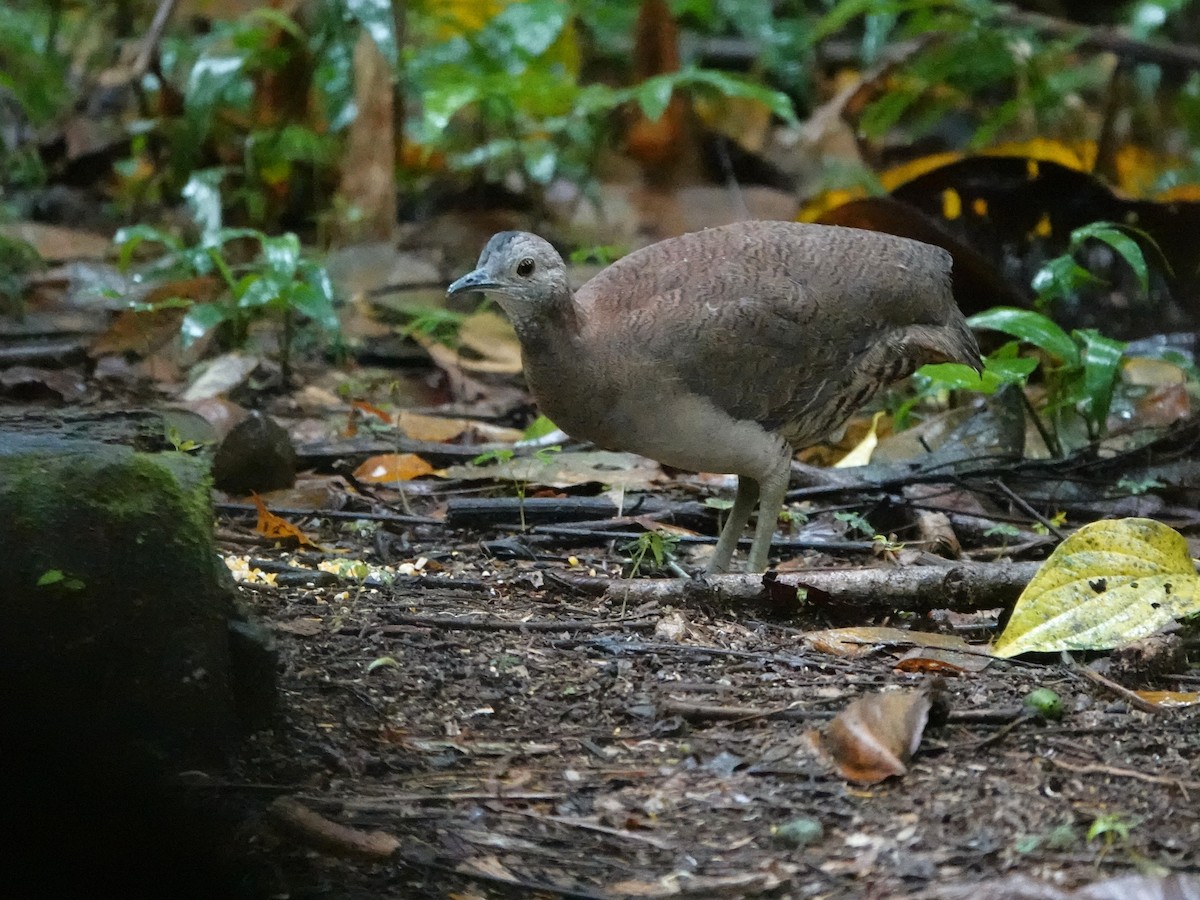 tinama vlnkovaná - ML647460782