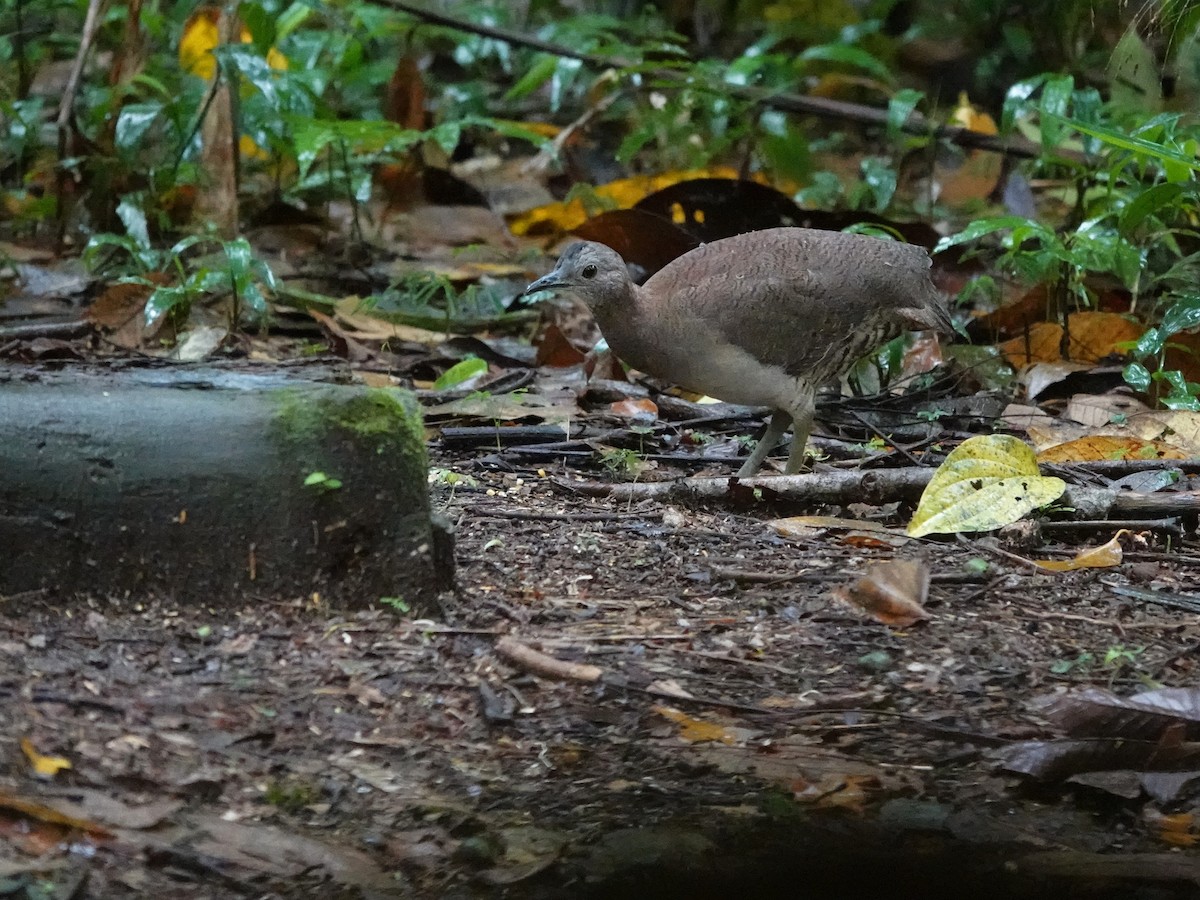 tinama vlnkovaná - ML647460783