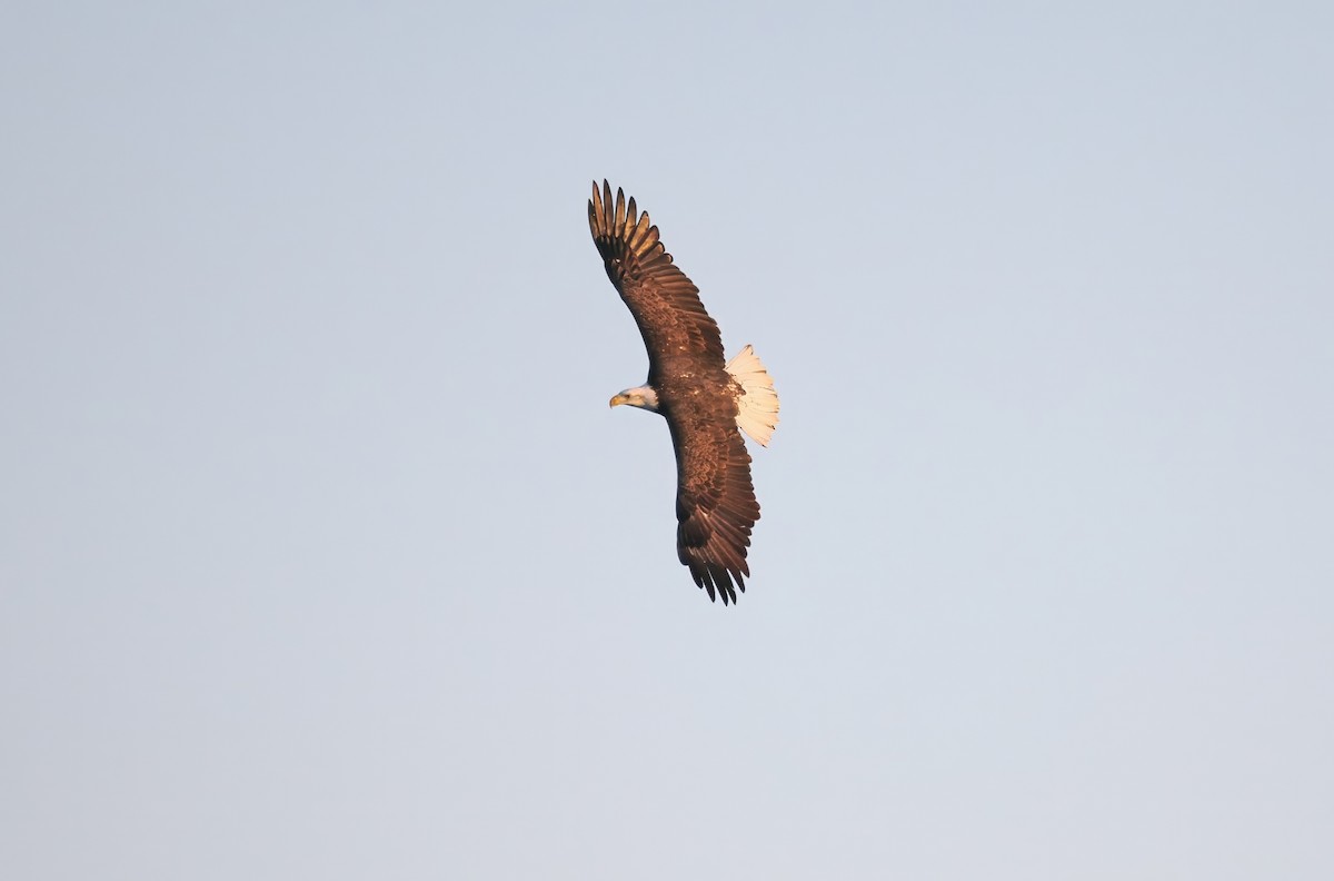 orel bělohlavý - ML647460786