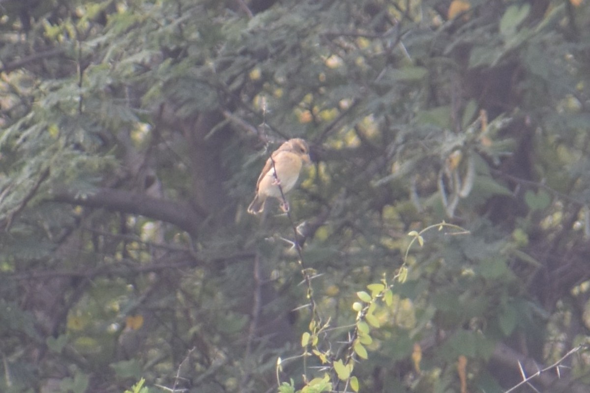 snovač indomalajský - ML647460788